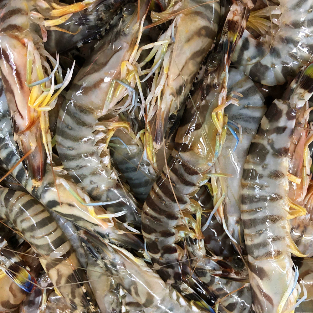 斑節蝦養殖技巧詳解 高效科學的水產品養殖方法