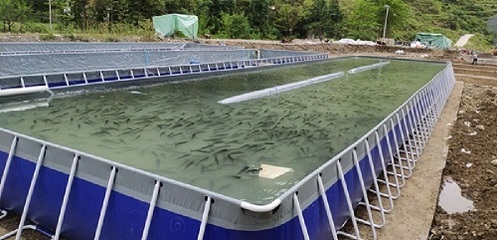 水產養殖疾病防控技術之疫苗接種 保障水產品健康養殖的關鍵路徑